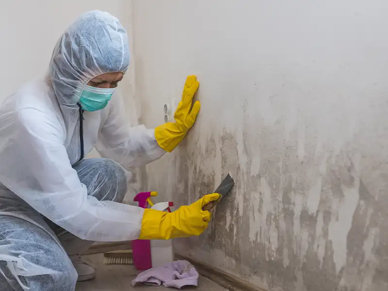 Professional mold inspection services