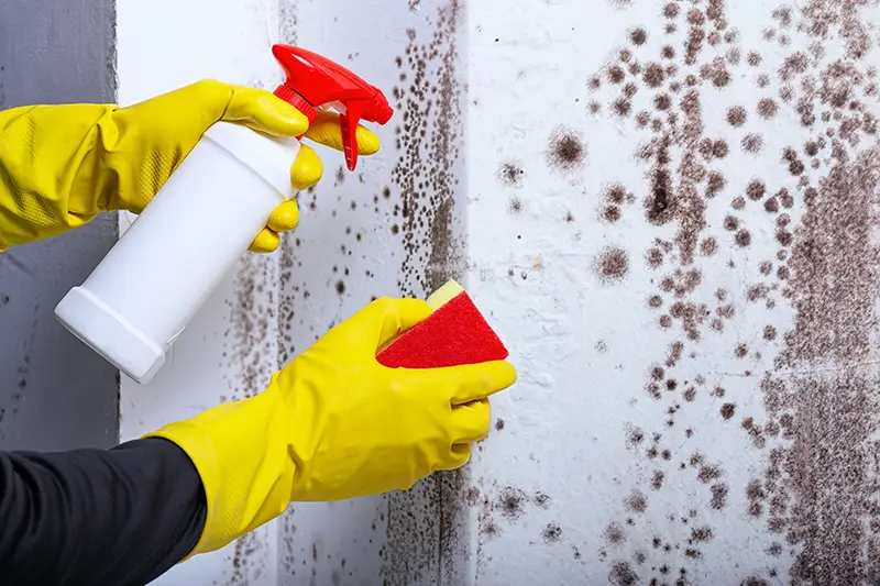 Mold remediation and removal